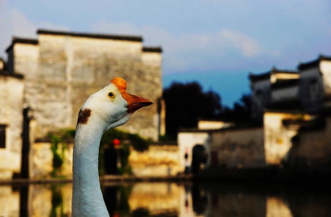 Green mountains and green waters are priceless, white walls and black tiles have different feelings --- those days of Hongcun,